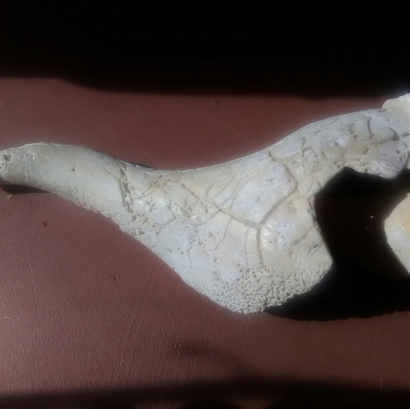 Sea Shell - Picture 7 of 8